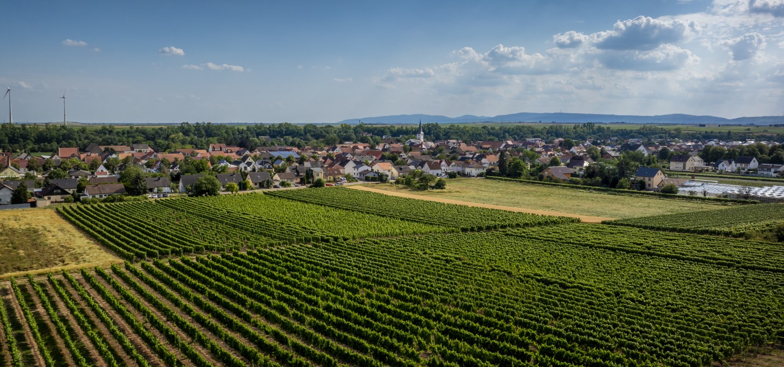 Heppenheimer Schneckenberg, © Torsten Silz