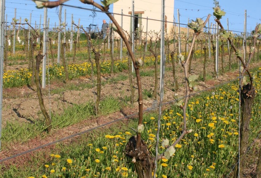 Familienweingut Dechent_Turm_Fruehling