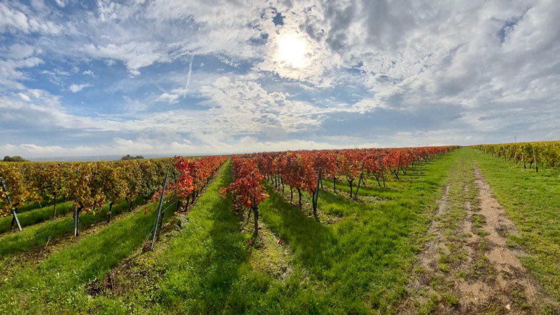 Weingut Erwin Ginz_Weinreben, © Weingut Erwin Ginz