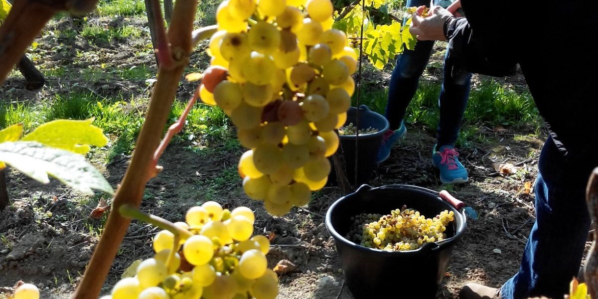 Weingut Tobias Hahn_Trauben, © Weingut Tobias Hahn