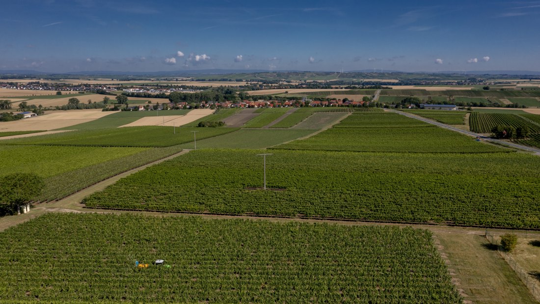 Friesenheimer Bergpfad